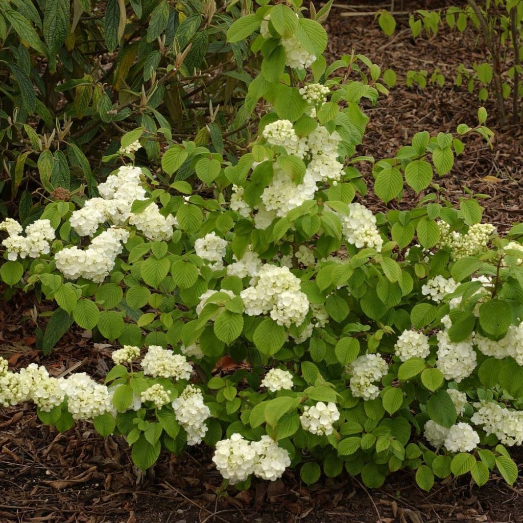 Japanischer Schneeball Popcorn - Viburnum plicatum