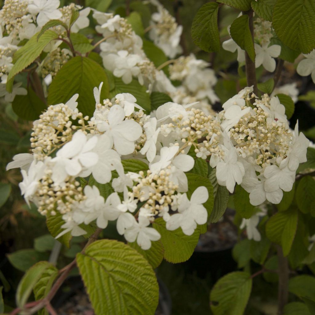 Japanischer Schneeball Shasta - Viburnum plicatum mariesii