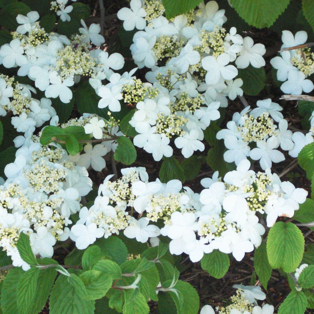 Japanischer Schneeball Shasta - Viburnum plicatum mariesii