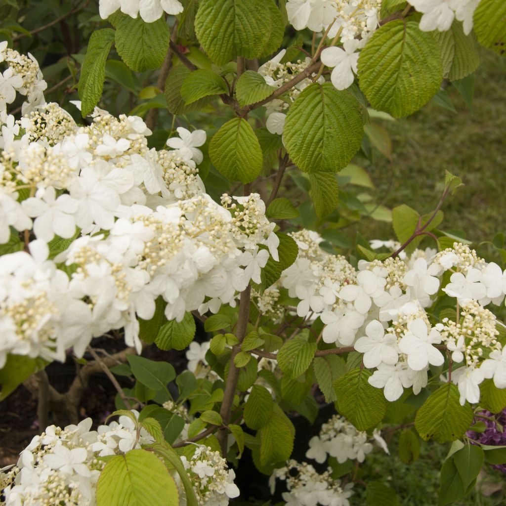 Japanischer Schneeball Shasta - Viburnum plicatum mariesii