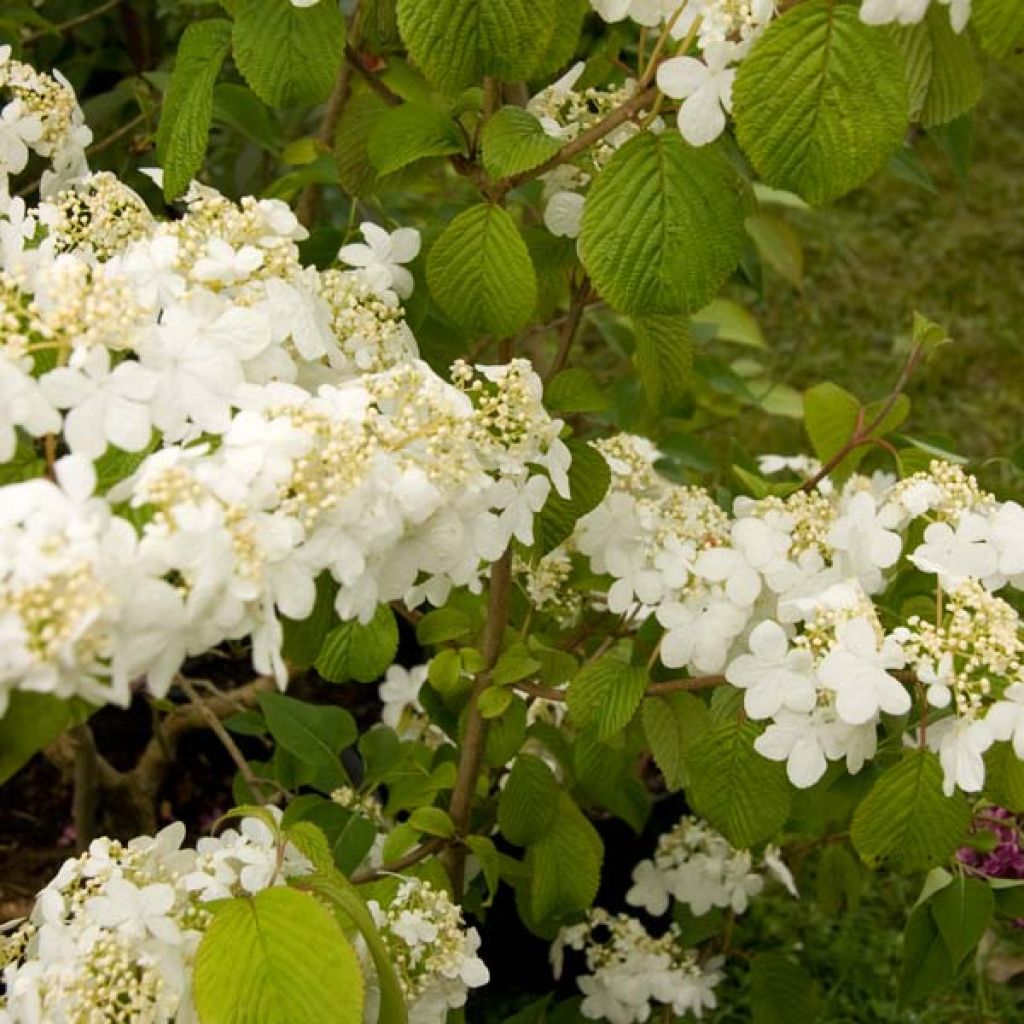 Japanischer Schneeball Summer Snow Flake - Viburnum plicatum