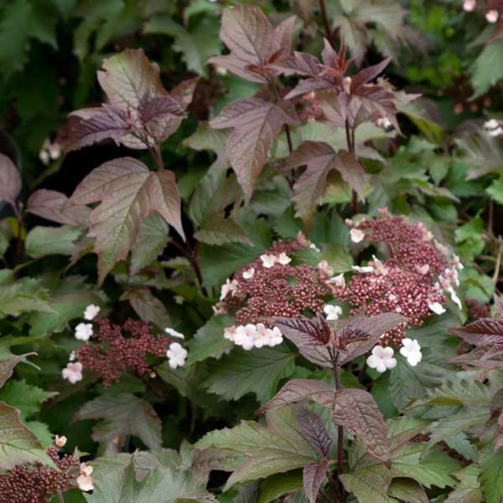 Sargents Schneeball Onondaga - Viburnum sargentii