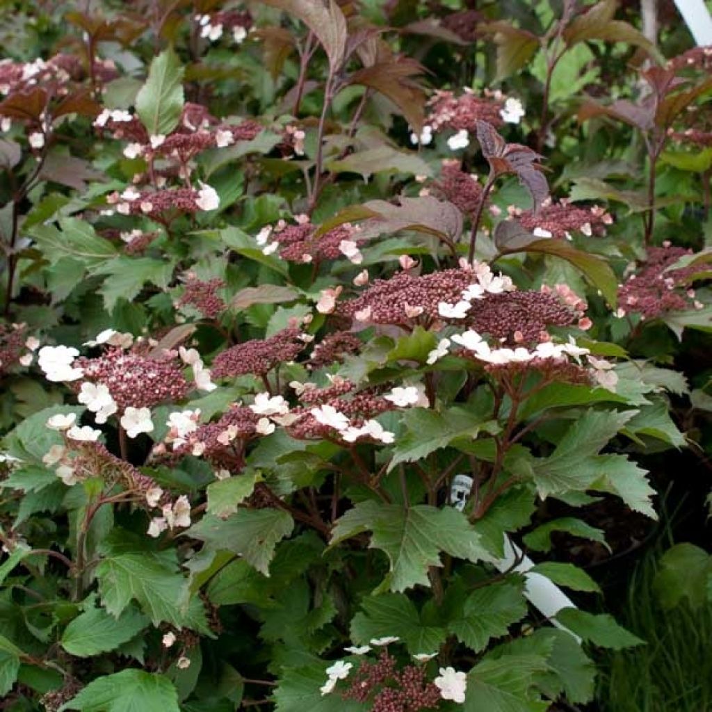 Sargents Schneeball Onondaga - Viburnum sargentii