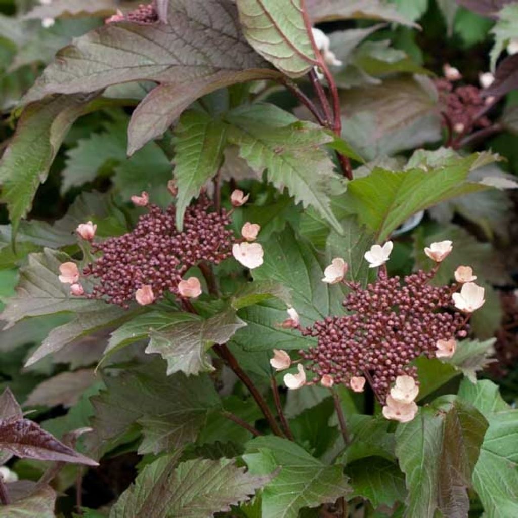 Sargents Schneeball Onondaga - Viburnum sargentii