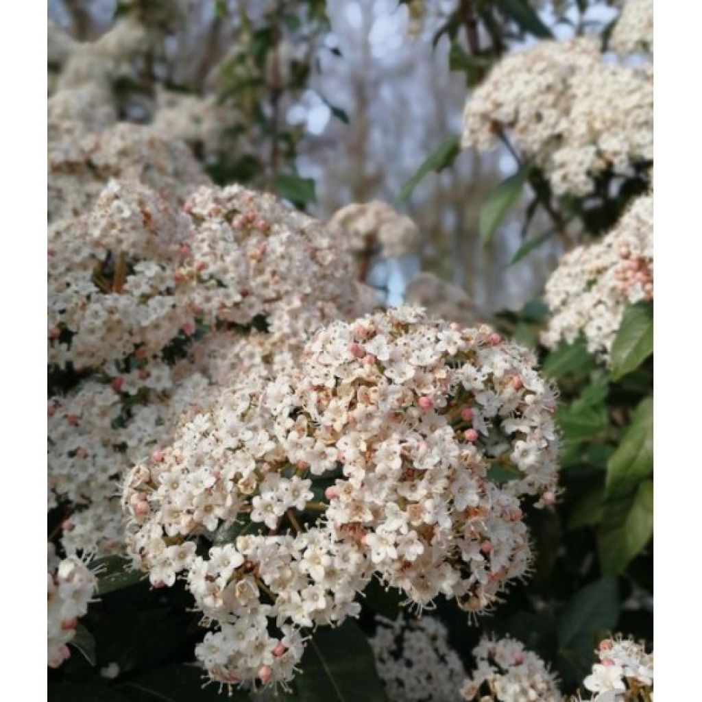 Lorbeerblättriger Schneeball Eve Price - Viburnum tinus