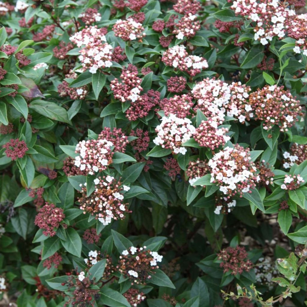 Lorbeerblättriger Schneeball Spirit - Viburnum tinus