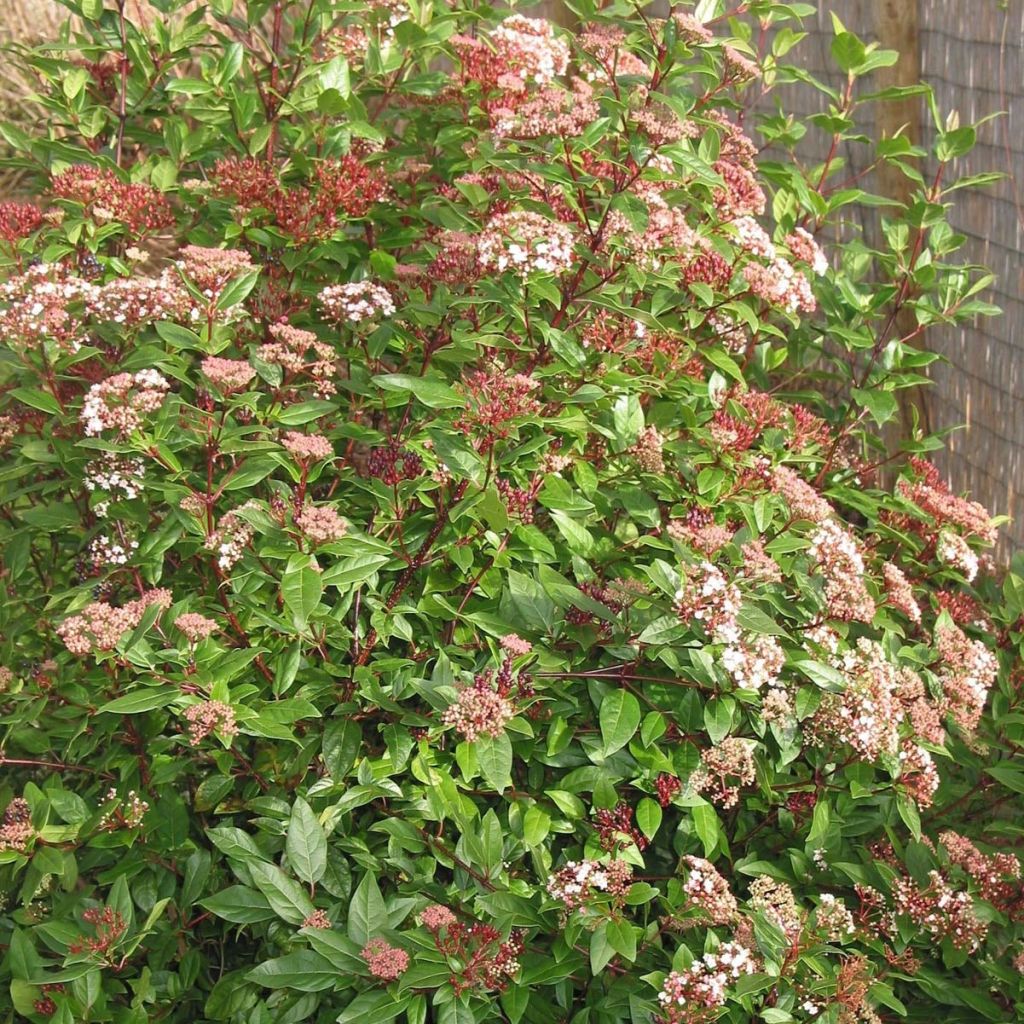 Lorbeerblättriger Schneeball Spirit - Viburnum tinus