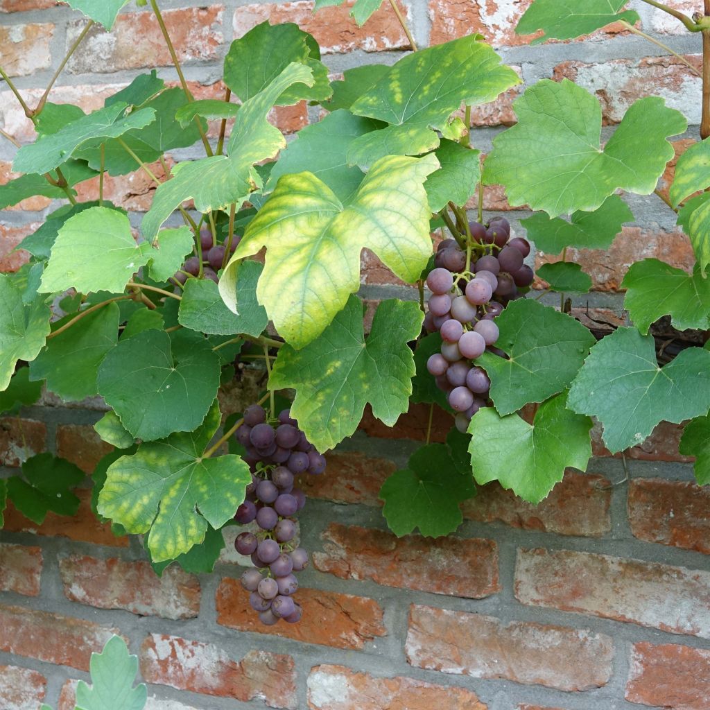 Weinrebe Fragola Nera - Vitis labrusca x vinifera