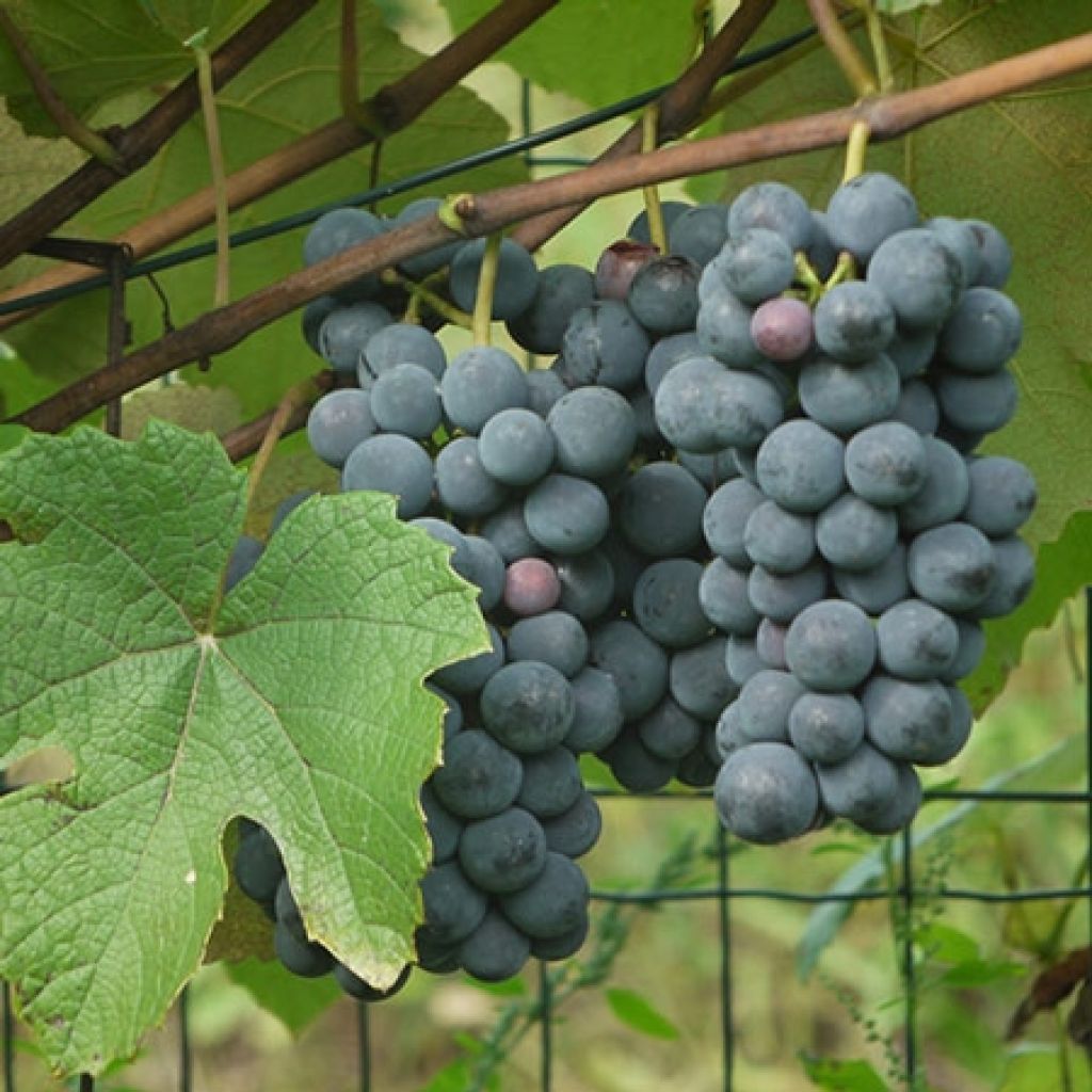 Weinrebe Fragola Nera - Vitis labrusca x vinifera