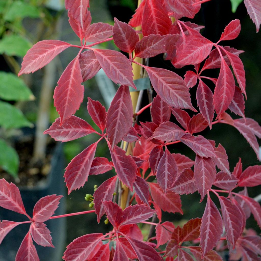 Vigne vierge de Henry - Parthenocissus henryana