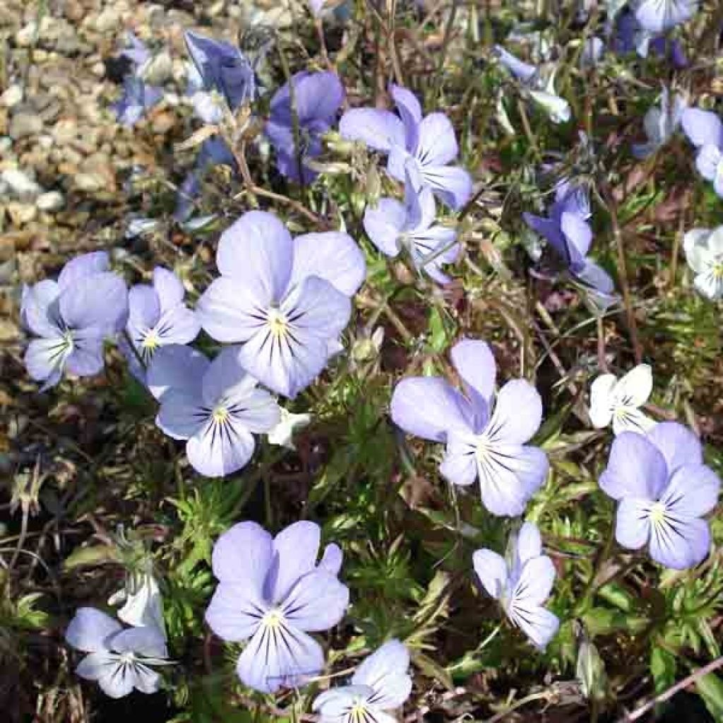 Viola Cornuta Icy but spicy