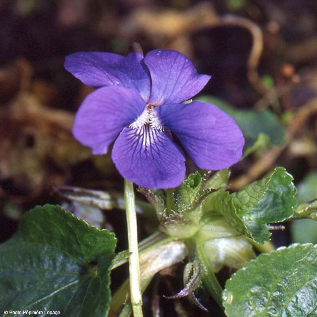 Viola odorata Mrs Pinehurst - März-Veilchen