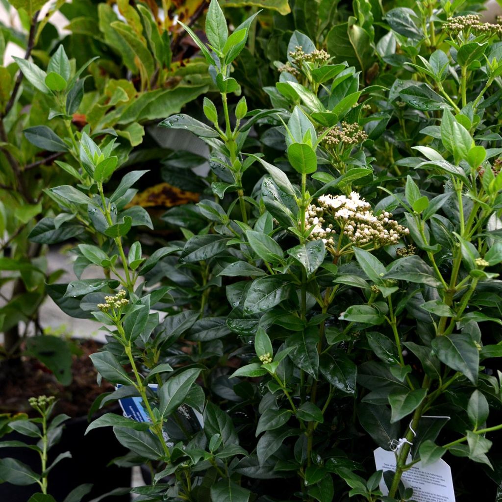 Lorbeerblättriger Schneeball - Viburnum tinus