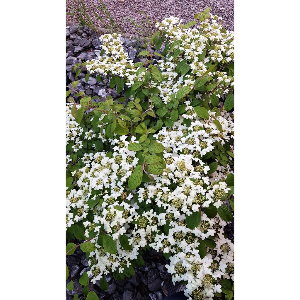 Japanischer Schneeball Kilimanjaro - Viburnum plicatum