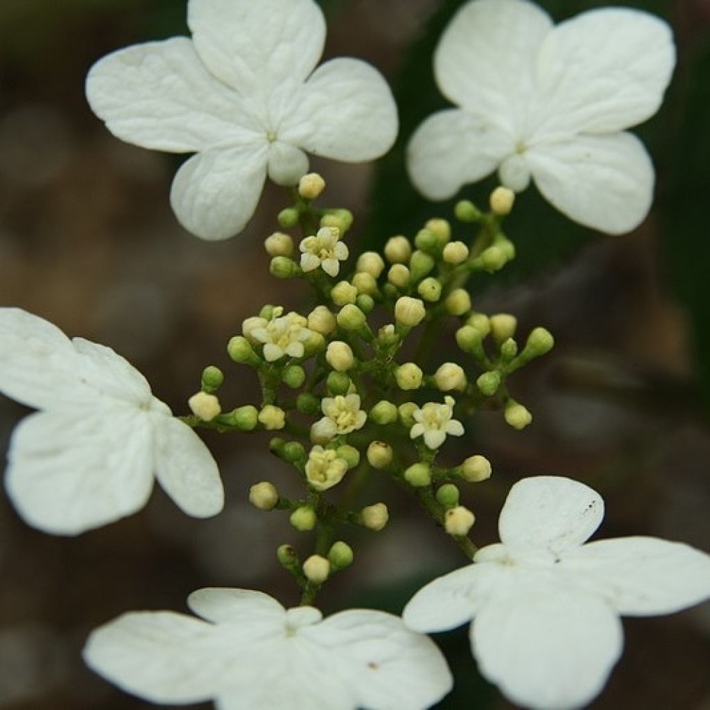 Japanischer Schneeball Watanabe - Viburnum plicatum