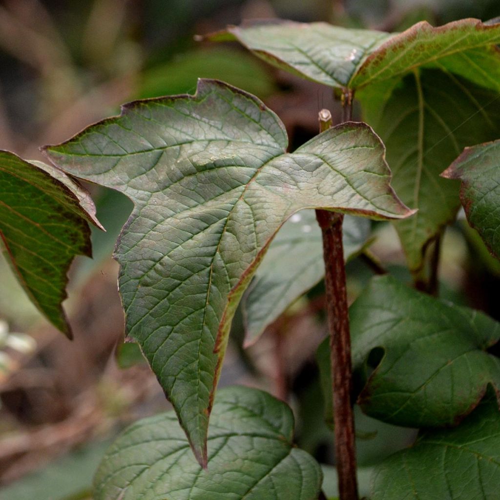 Viorne, Viburnum sargentii Onondaga en pot de 3,5L