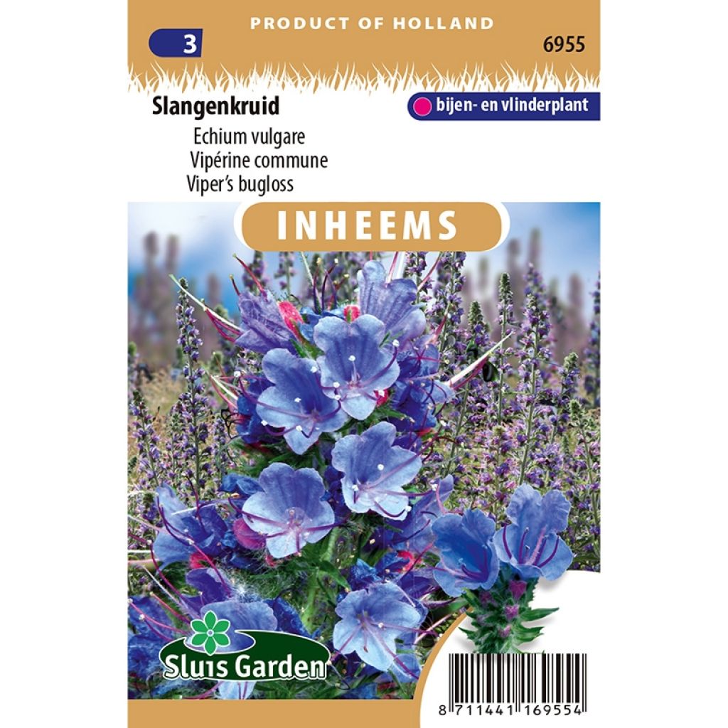 Echium vulgare (Samen) - Gemeiner Natternkopf