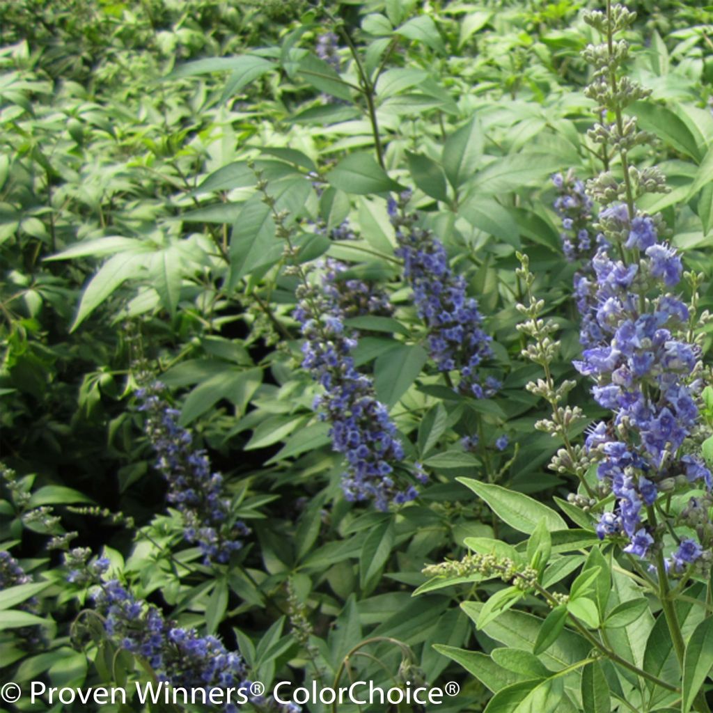 Vitex agnus-castus Blue Didley - Keuschbaum