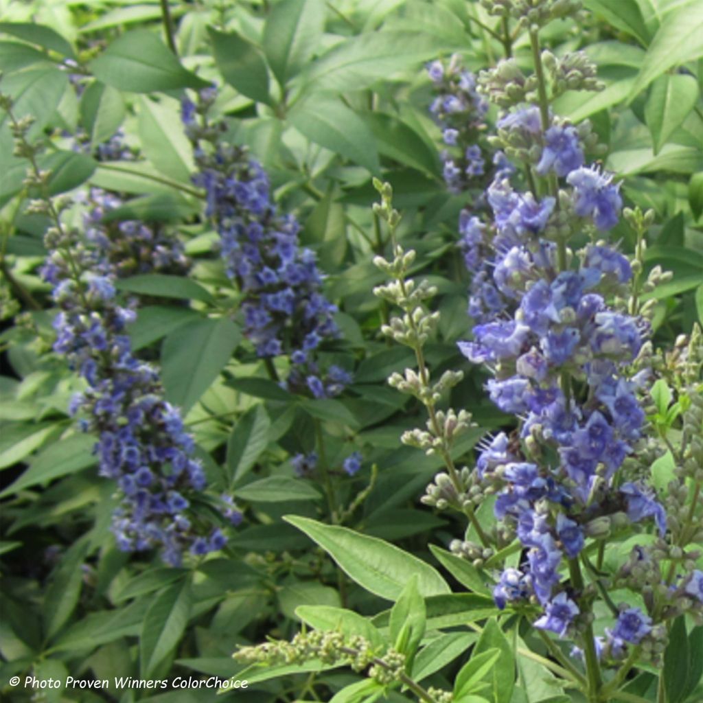 Vitex agnus-castus Blue Didley - Keuschbaum