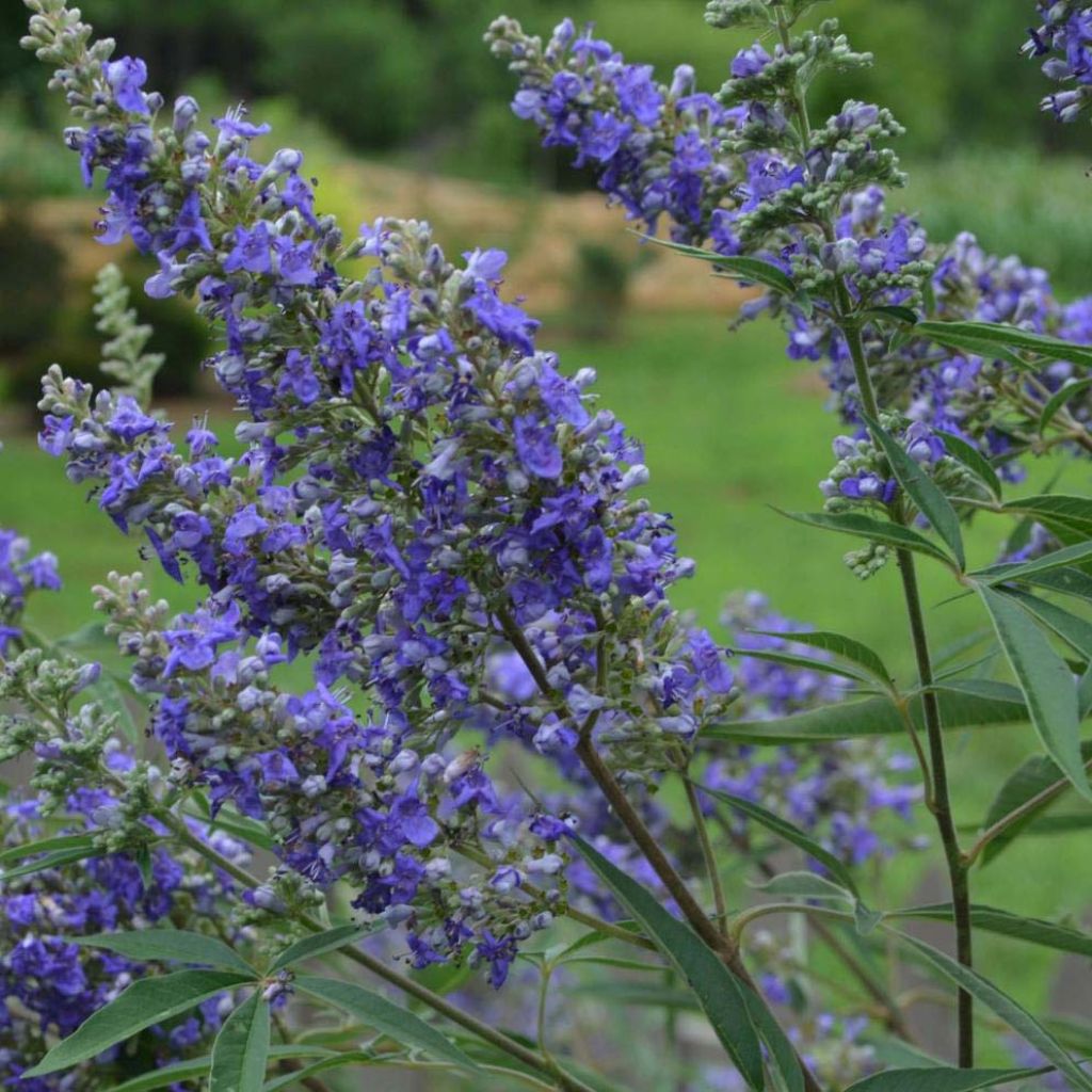 Vitex agnus-castus Delta Blues - Keuschbaum