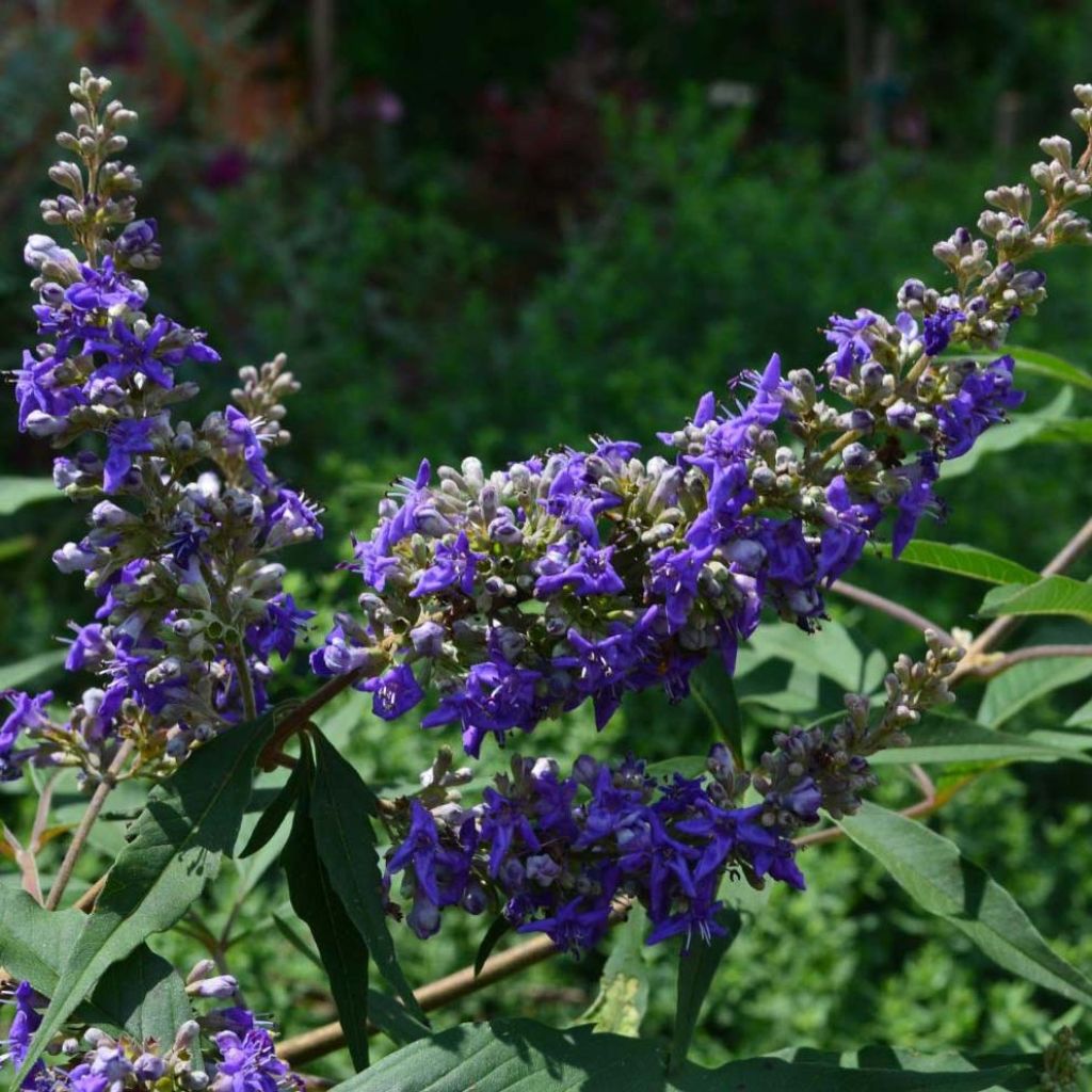 Vitex agnus-castus Delta Blues - Keuschbaum