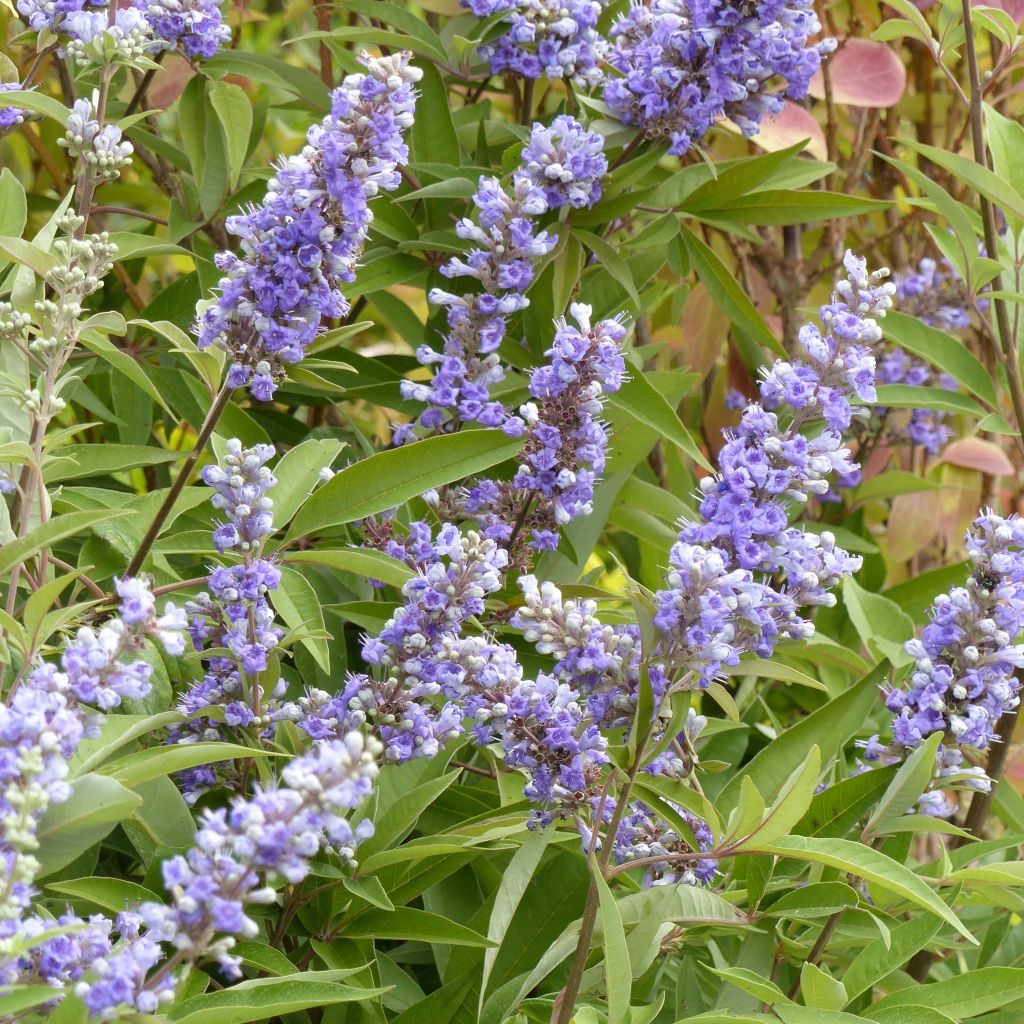 Vitex agnus-castus Latifolia - Keuschbaum