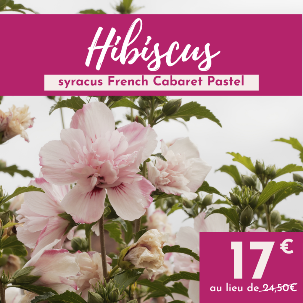 Garten-Hibiscus French Cabaret Pastel - Hibiscus syriacus