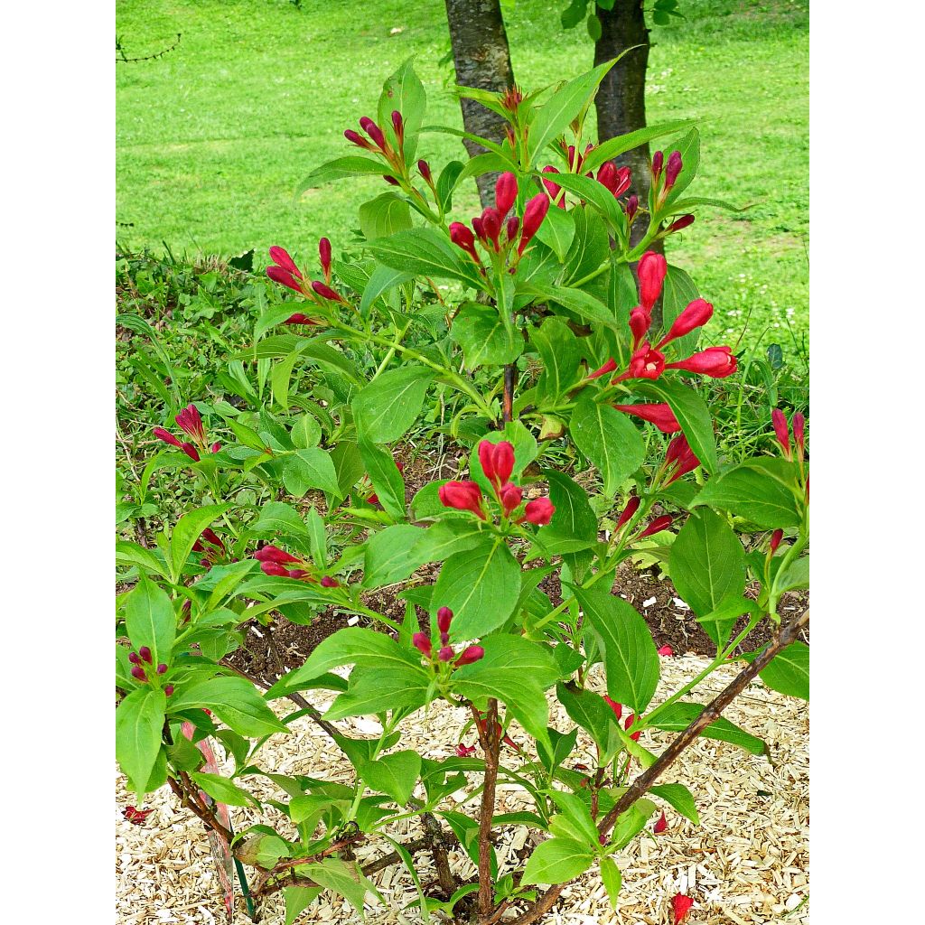 Weigela All Summer Red