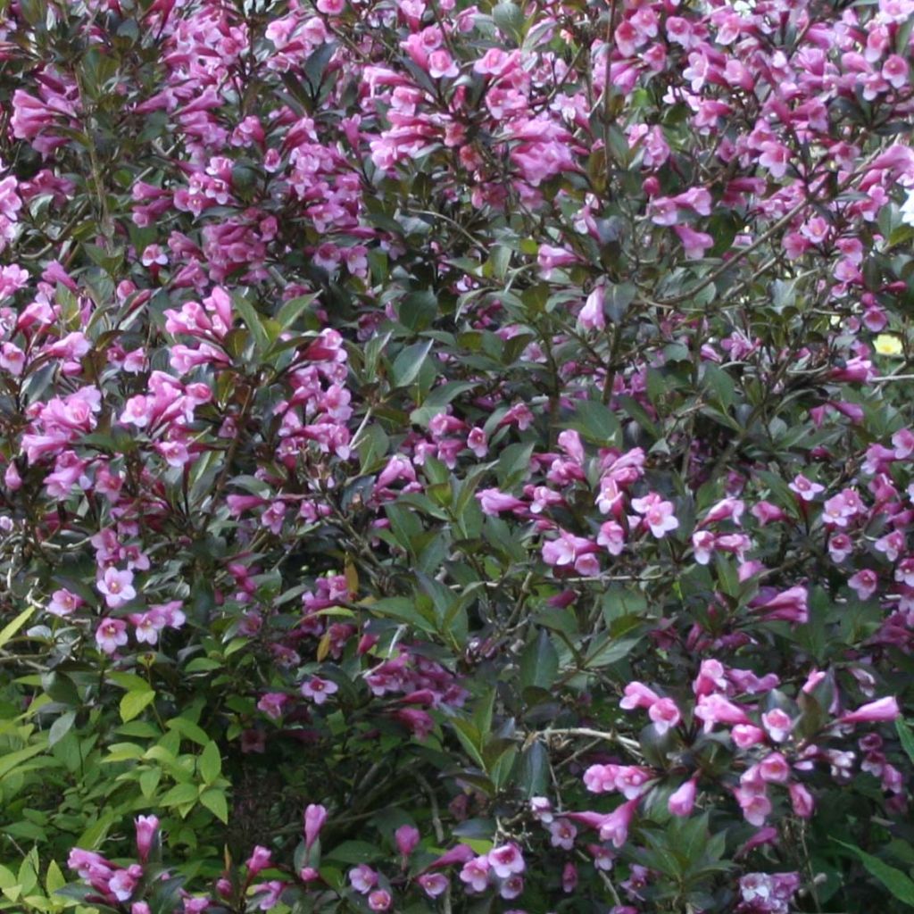 Weigela florida Nana Purpurea