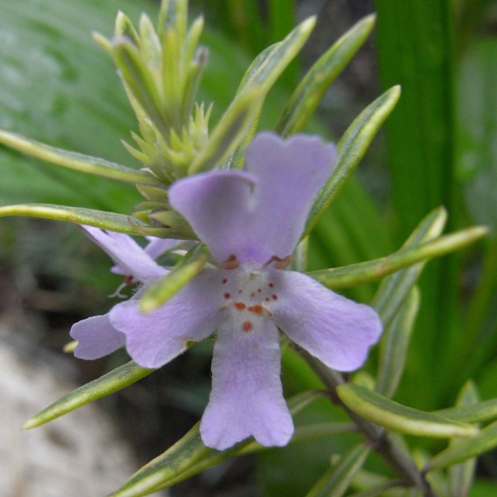 Westringia fruticosa - Australischer Rosmarin