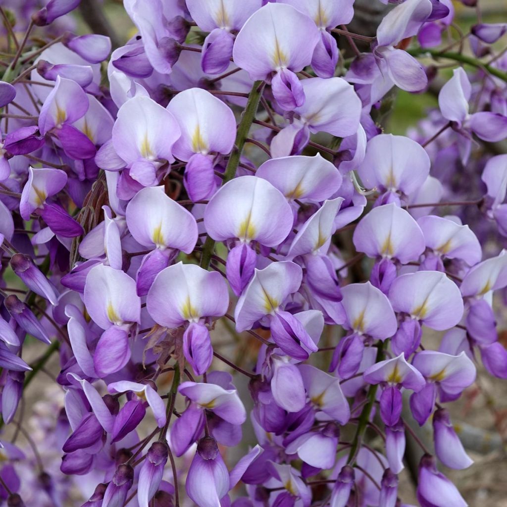 Wisteria venusta Grande Diva Barbara - Blauregen