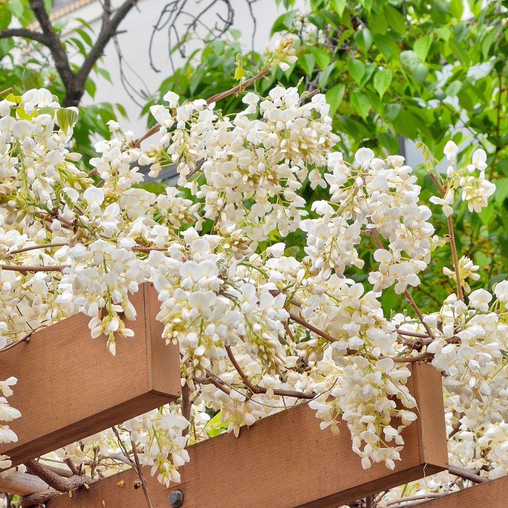 Wisteria brachybotrys White Silk - Blauregen