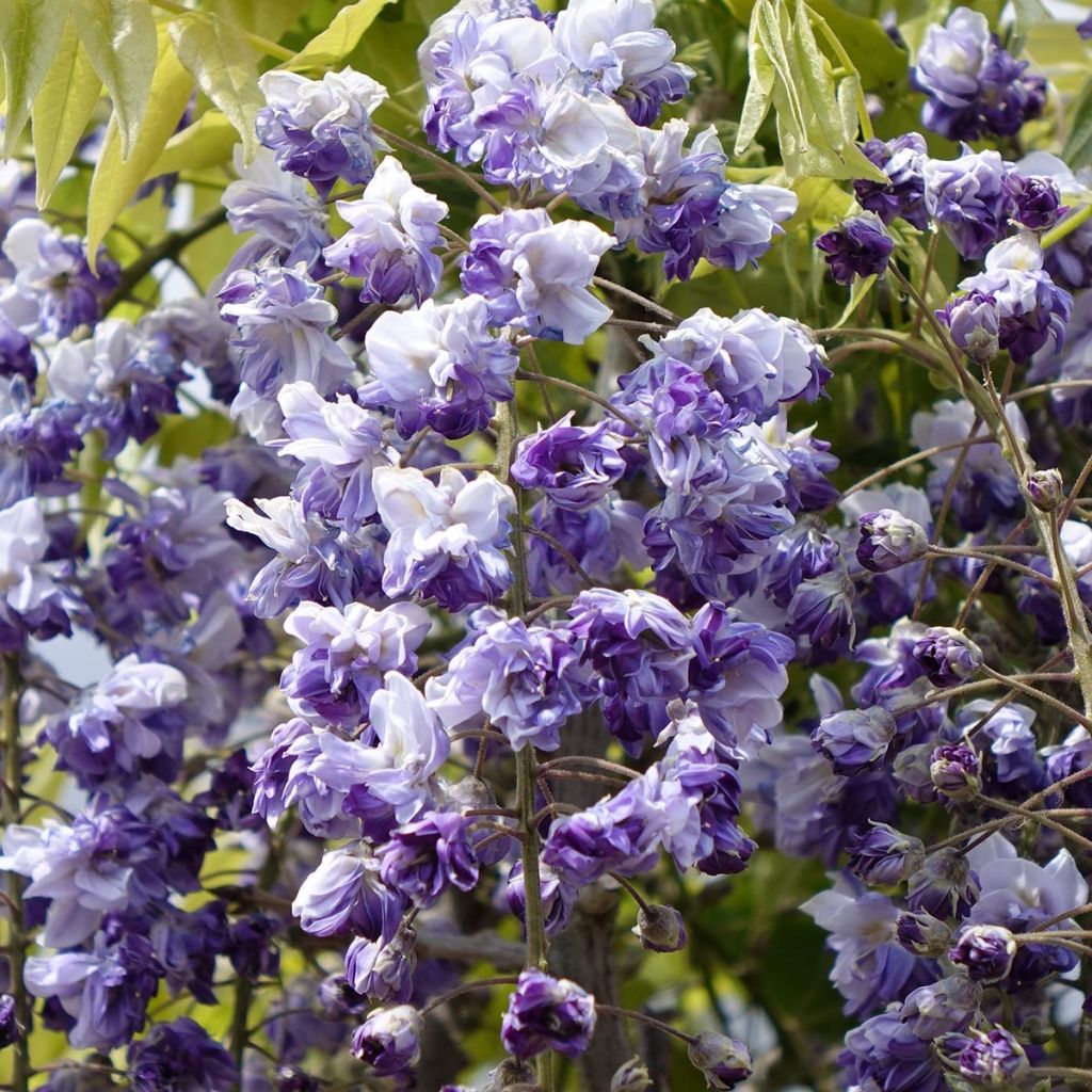 Wisteria venusta Grande Diva Cecilia - Blauregen