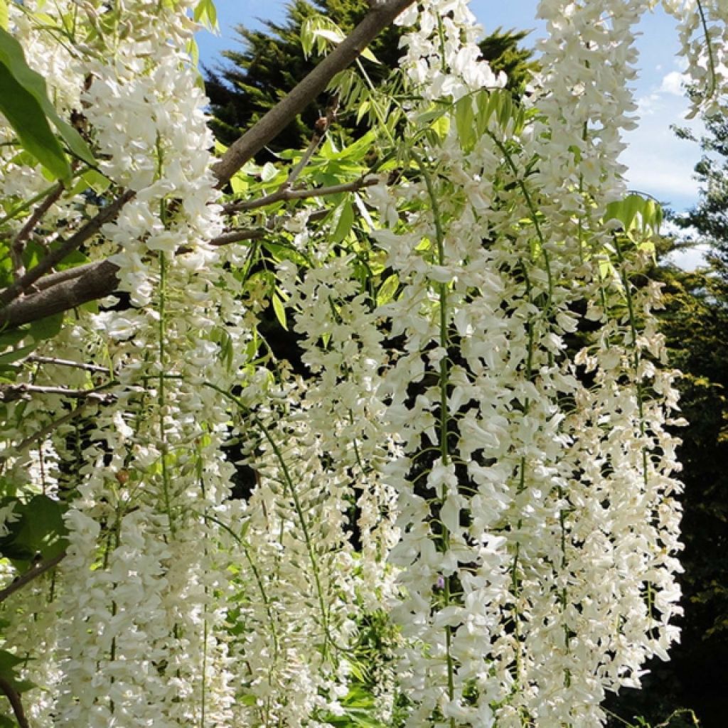 Wisteria floribunda Alba - Reichblütige Glyzinie