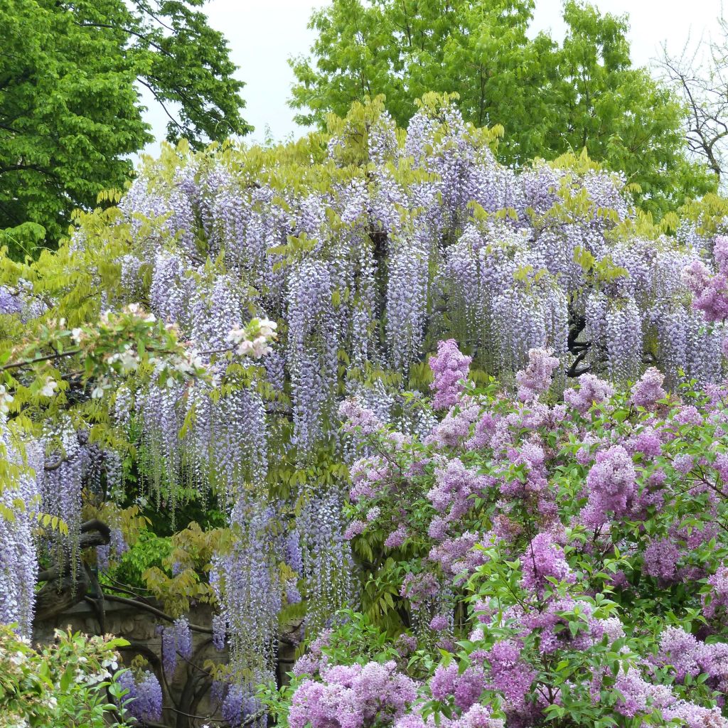 Wisteria floribunda Macrobotrys De Belder - Reichblütige Glyzinie