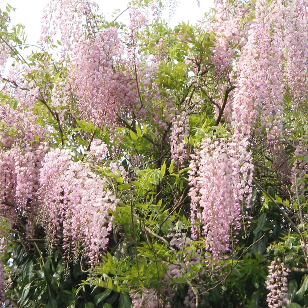 Wisteria floribunda Honbeni - Reichblütige Glyzinie