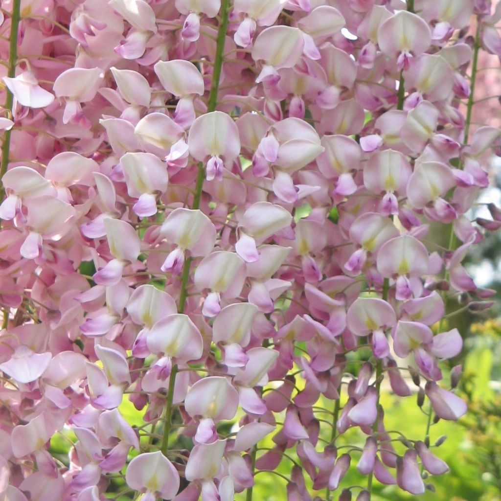 Wisteria floribunda Honbeni - Reichblütige Glyzinie