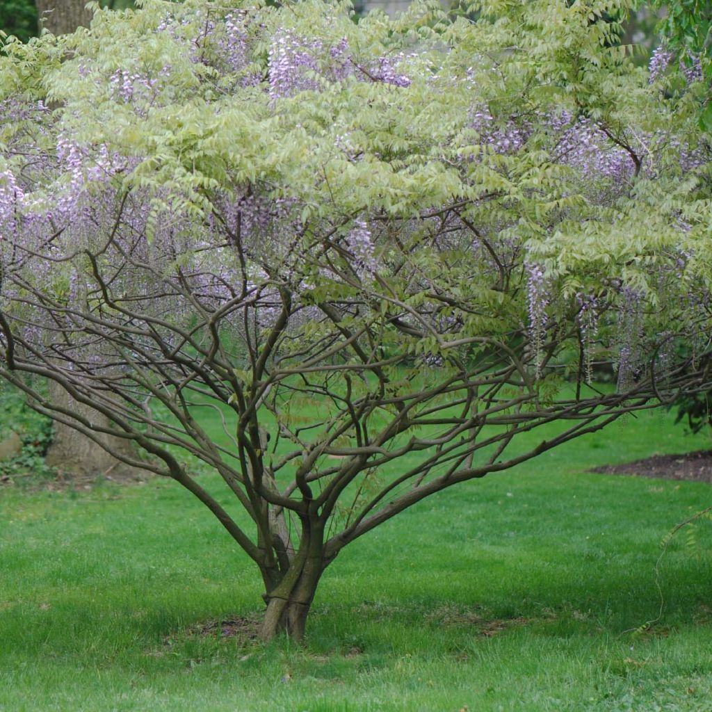 Wisteria formosa - Blauregen