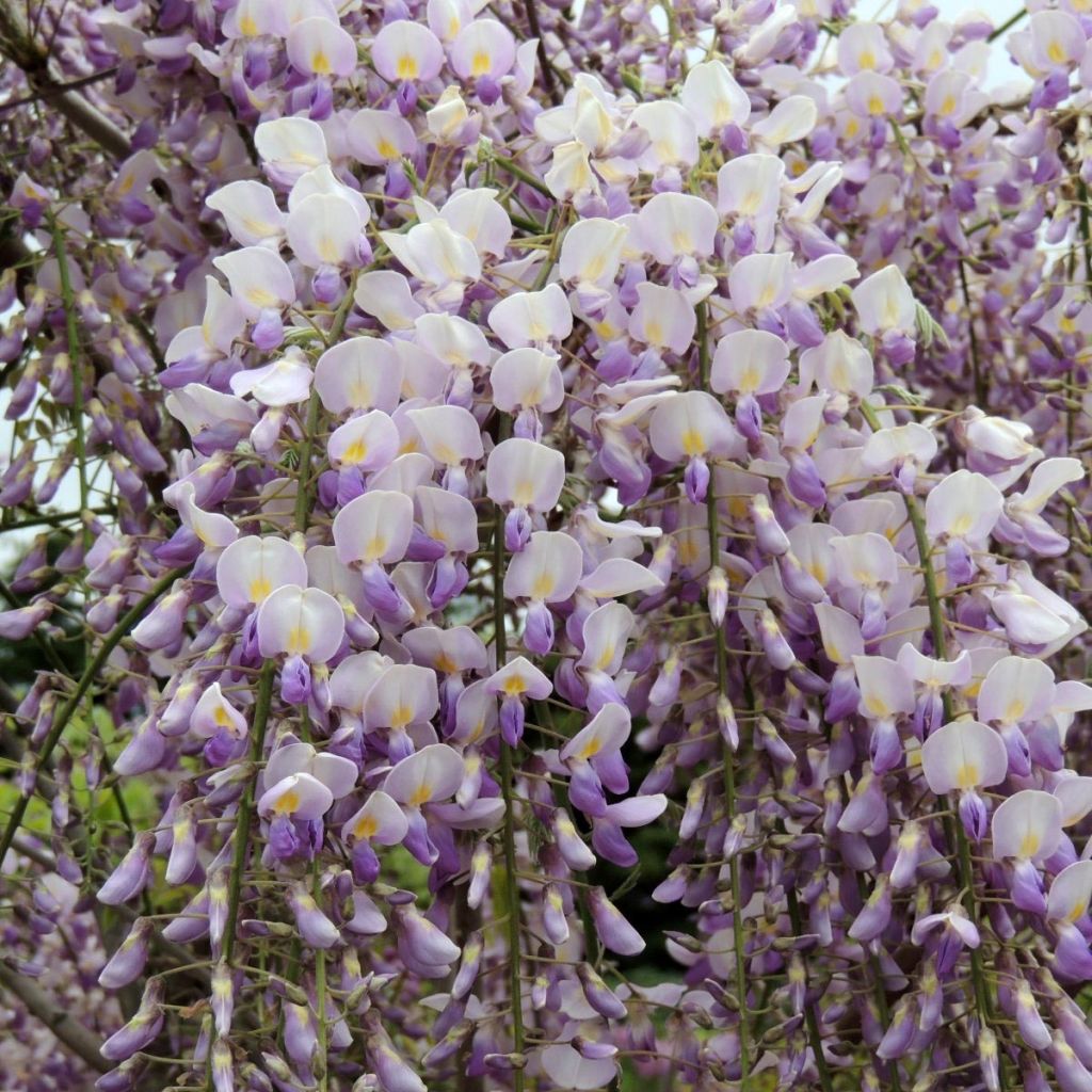 Wisteria venusta Grande Diva Maria - Blauregen