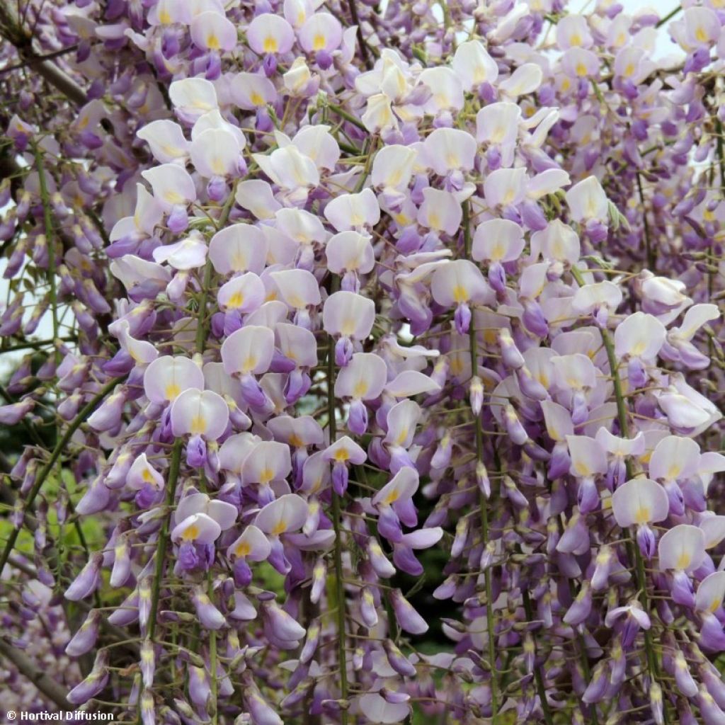 Wisteria venusta Grande Diva Maria - Blauregen