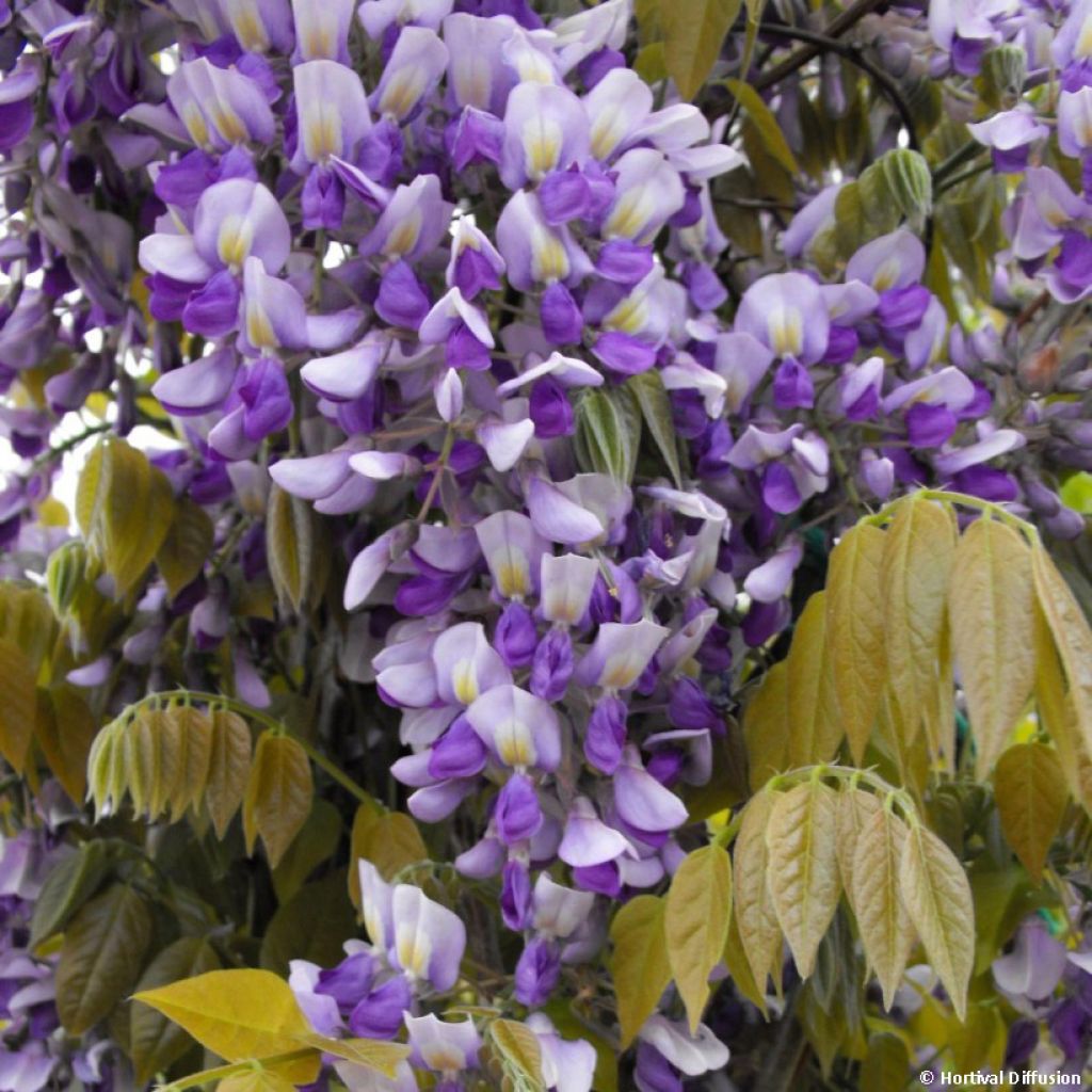 Wisteria venusta Grande Diva Nathalie - Blauregen