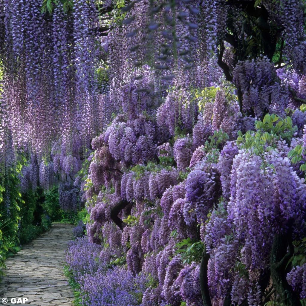 Wisteria sinensis - Chinesische Glyzinie