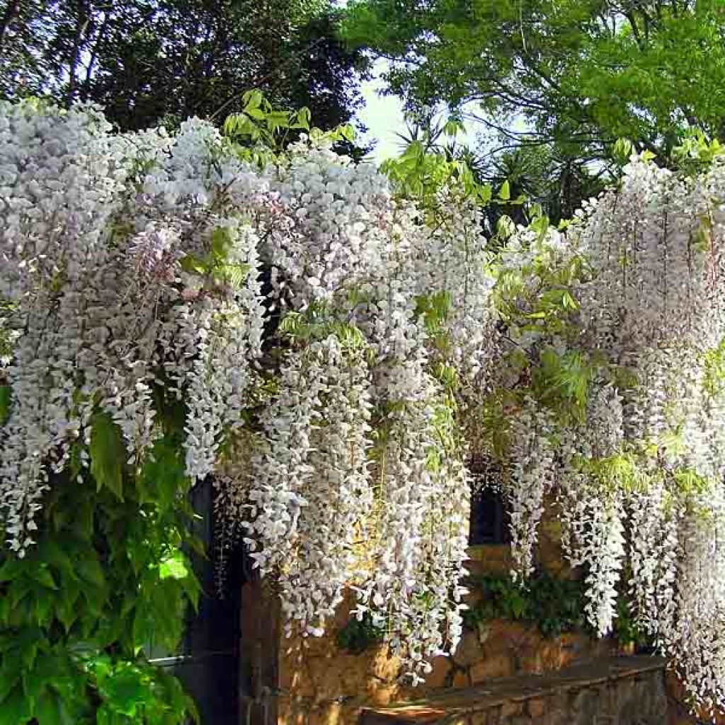 Glycine de Chine - Wisteria sinensis alba