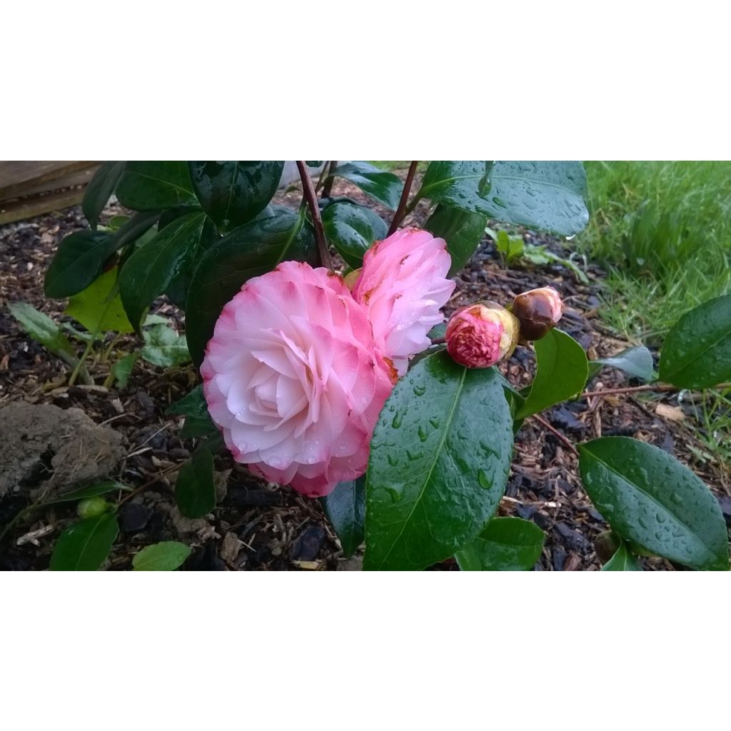 Camellia Nuccio s Pearl - Kamelie