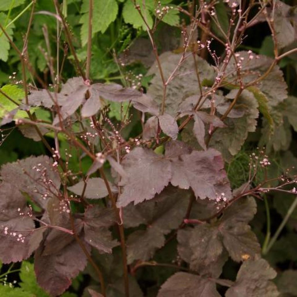 Cryptotaenia japonica f. atropurpurea - Japanische Purpur-Petersilie