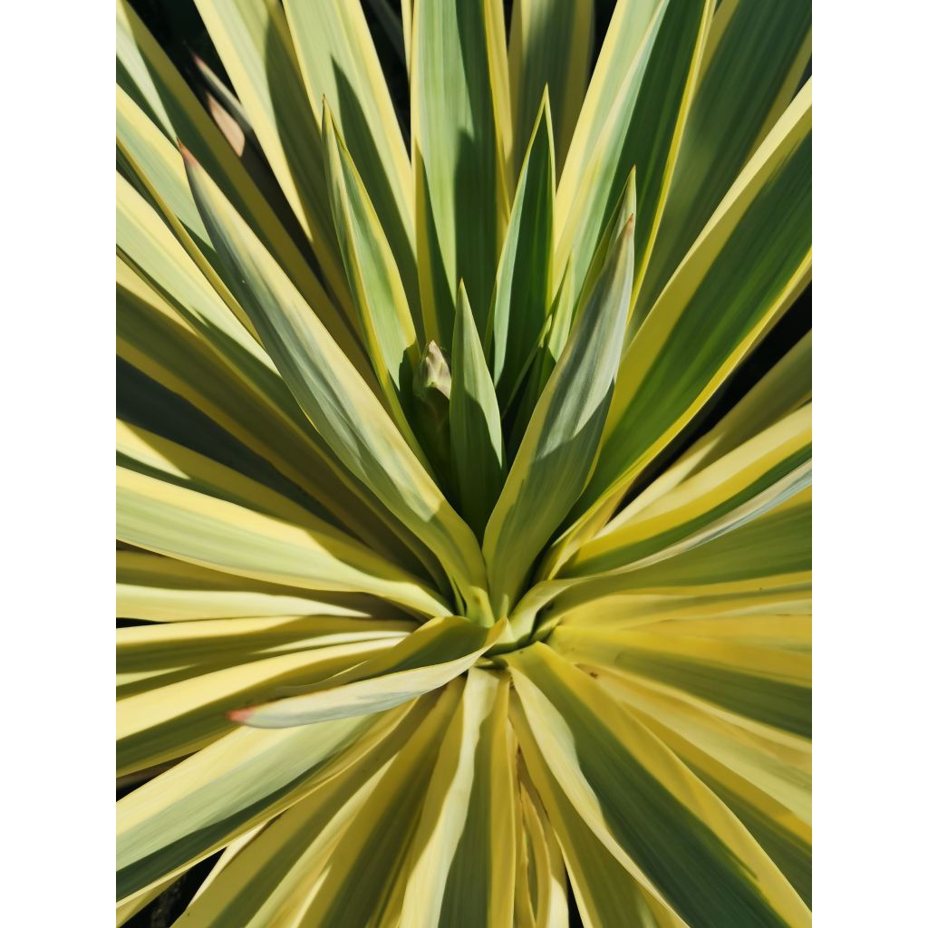 Yucca recurvifolia Bright Star - Palmlilie