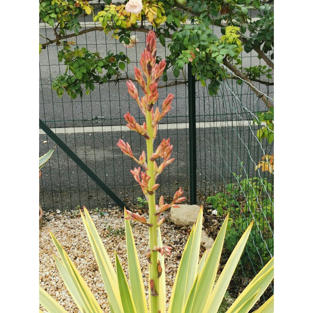 Yucca recurvifolia Bright Star - Palmlilie