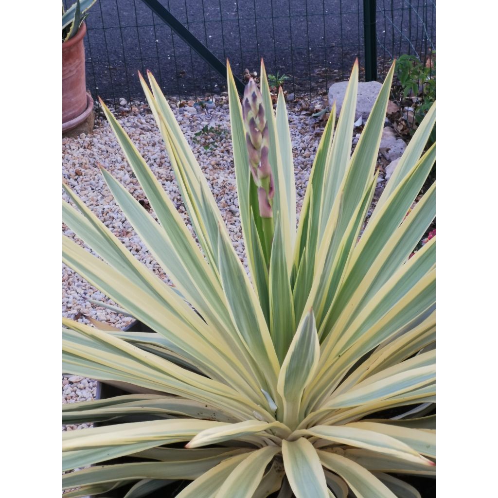 Yucca recurvifolia Bright Star - Palmlilie