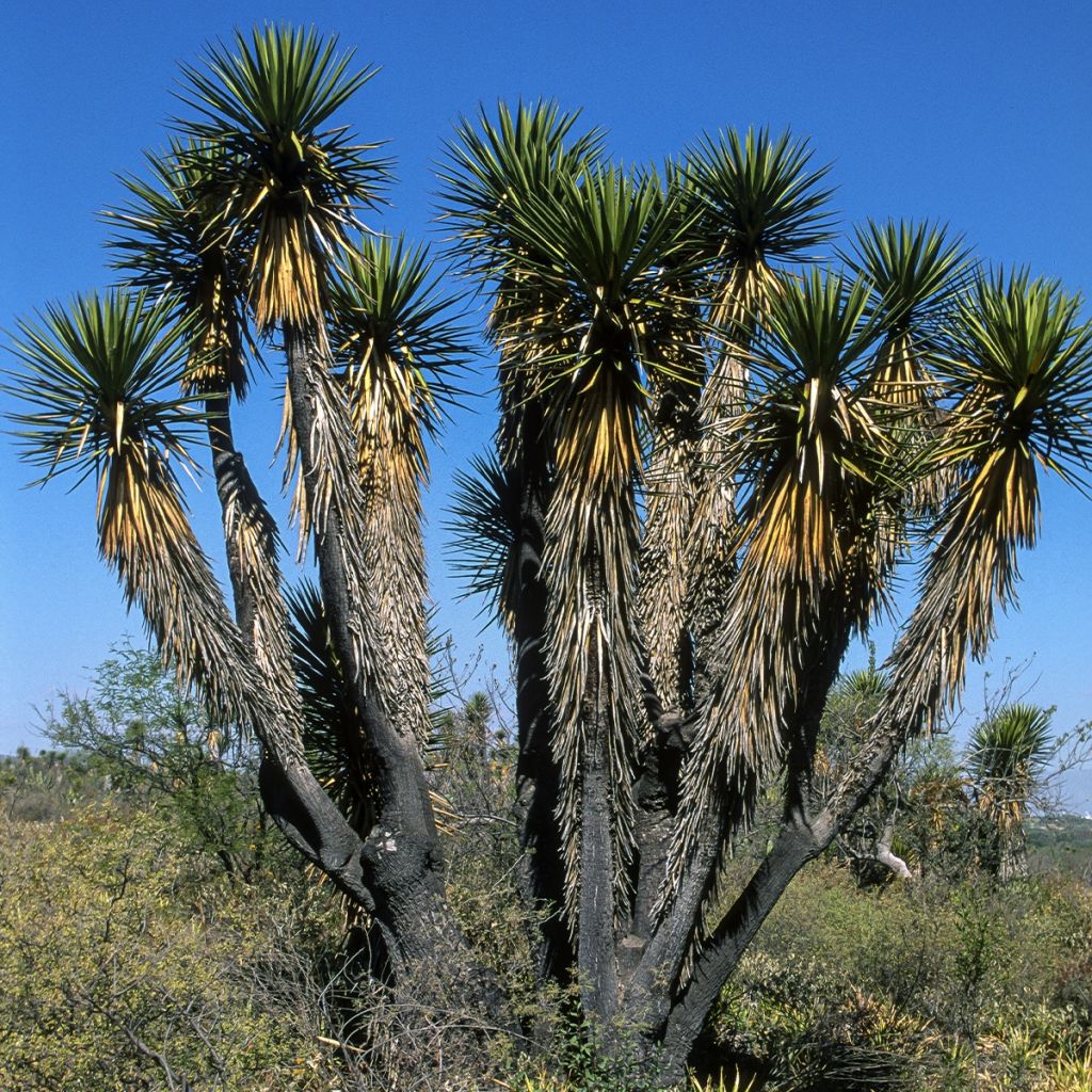 Yucca filifera - Palmlilie