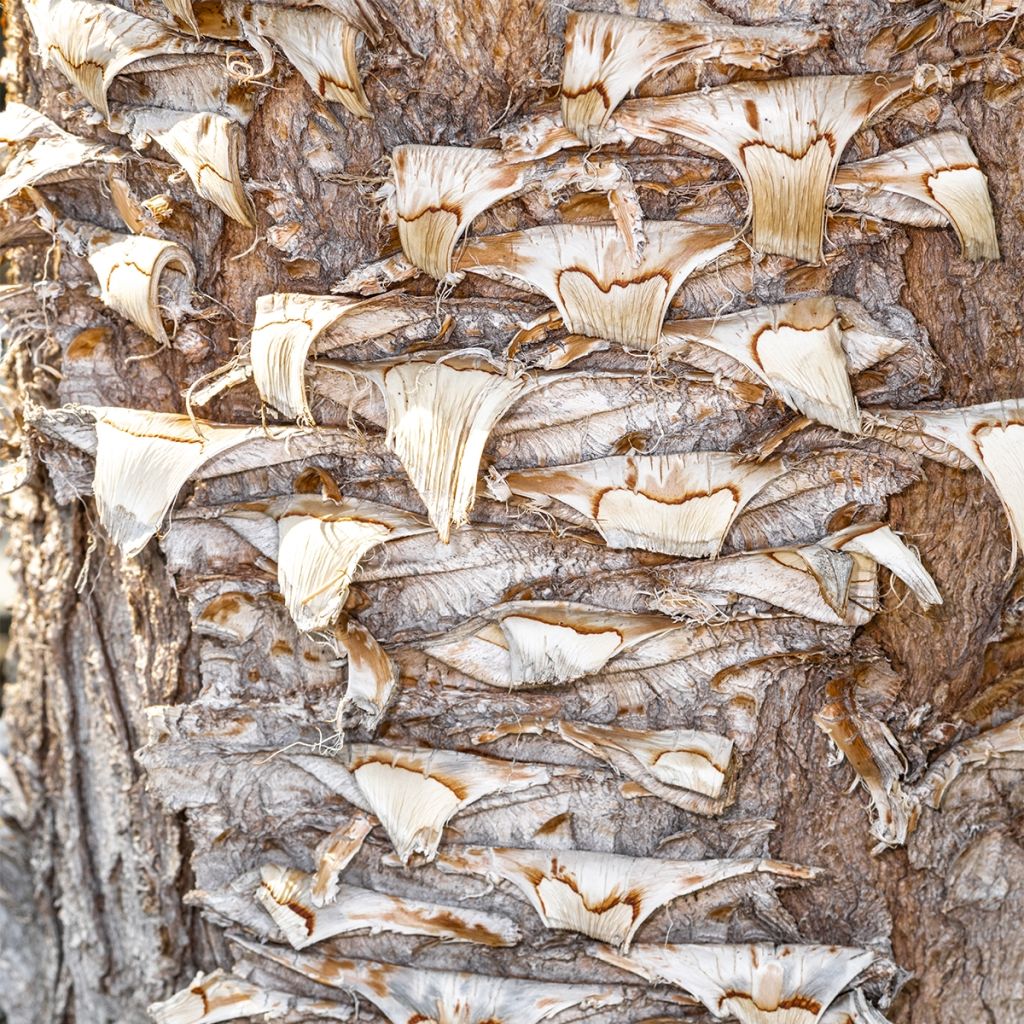 Yucca filifera